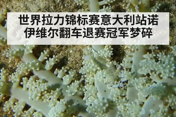 世界拉力锦标赛意大利站诺伊维尔翻车退赛冠军梦碎